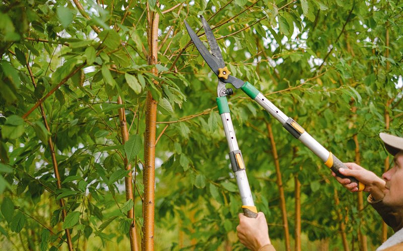Tree trimming in Elbert, WV